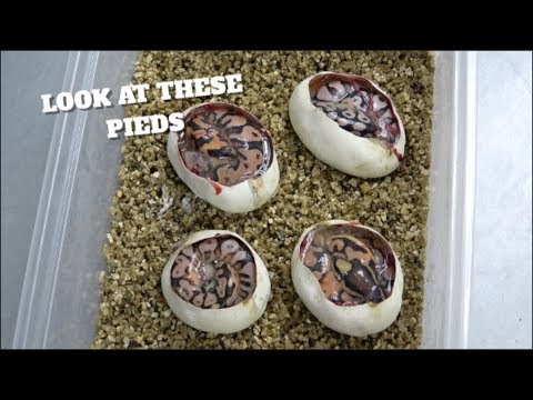 ballo bibaho These Babies Are So Orange !! Ball Python Egg Cutting!!