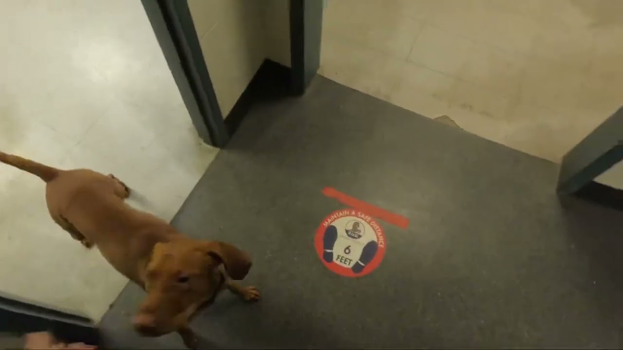 Vizsla Gibbs 10 month akc Scent Work practice