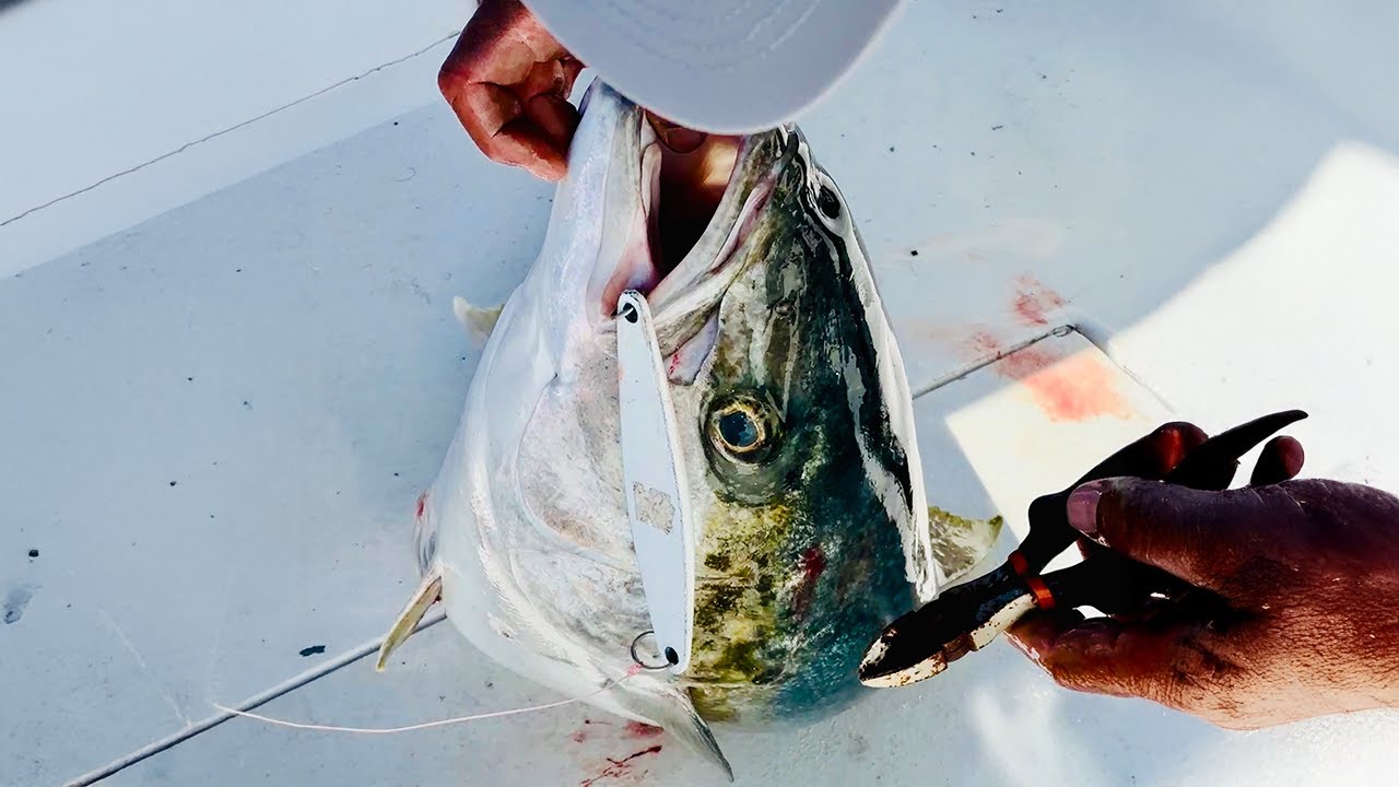 Jurel Frenzy Jigging & Live Bait Action! La Paz BCS