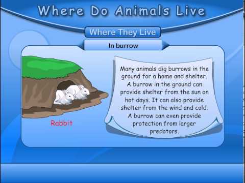 wild animals information environmental studies class 3 youtube