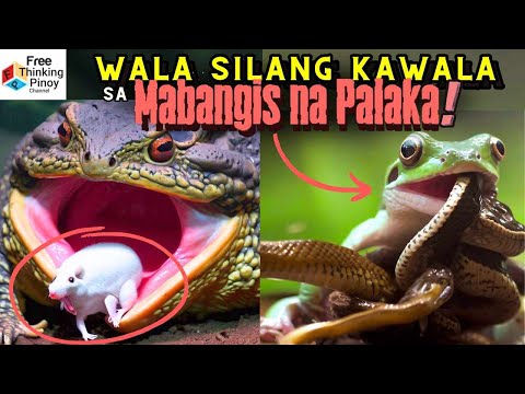 BAKIT HUNTER ang PALAKA?! Attack & Defense Mode of Frogs