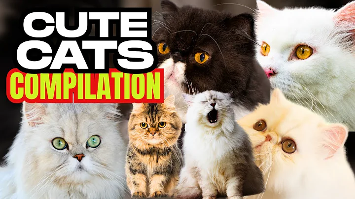 CUTE CAT VIDEO COMPILATION OVER 20 MINUTES OF ADORABLE KITTENS   THE BEST COMPILATION!
