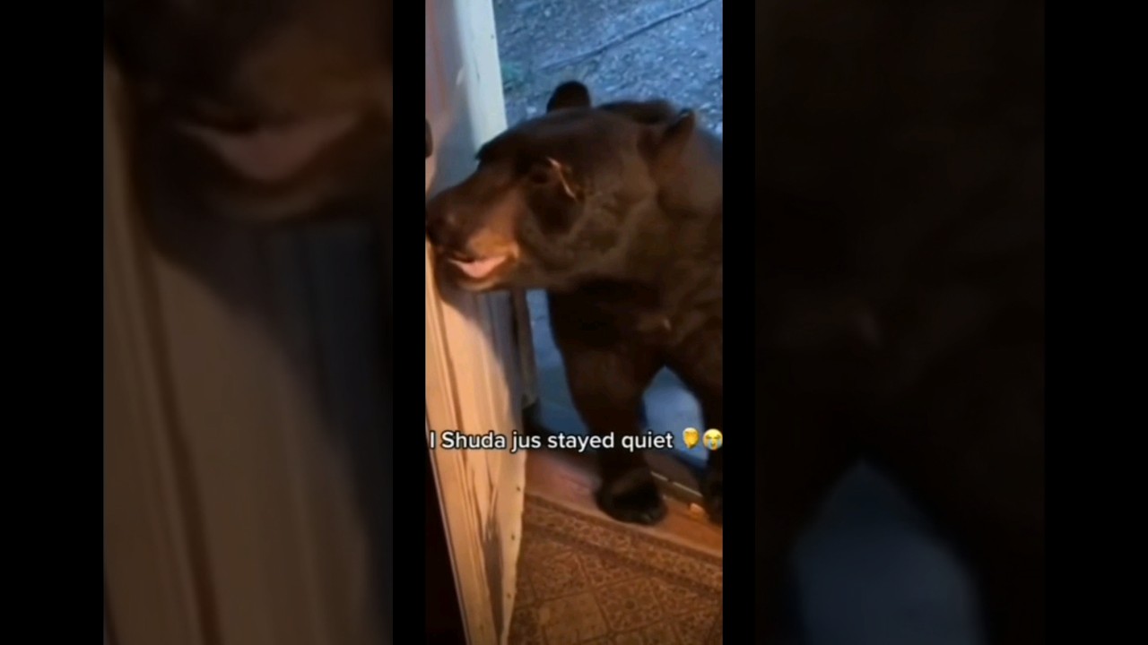 Best on the memes YouTube