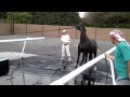 Arabian Horses swimming in the Horse Swimming Pool, Sharjah Equestrian Club, UAE