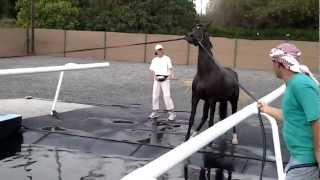 Arabian Horses swimming in the Horse Swimming Pool, Sharjah Equestrian Club, UAE