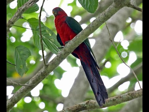 Burung Nuri Raja Ambon/Maluku ( Moluccan King Parrot )