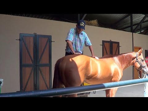 Vídeo: Insolação Em Cavalos