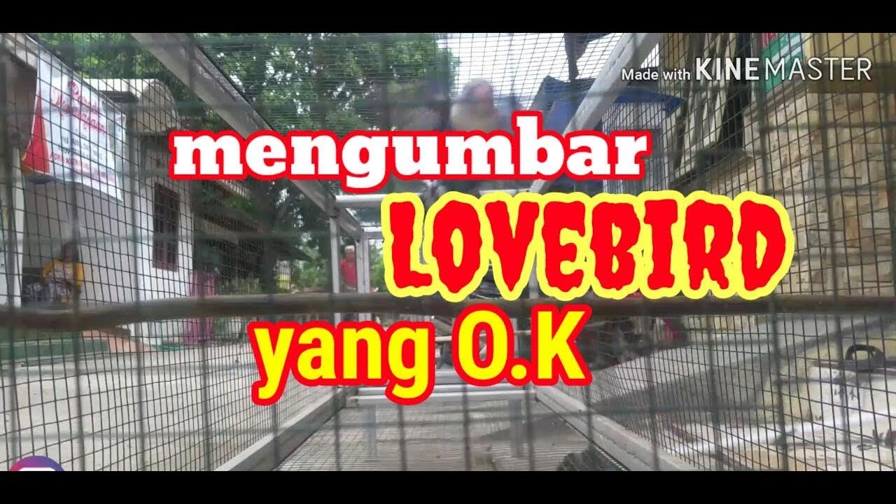CARA MENGUMBAR BURUNG LOVEBIRD DENGAN MUDAH 