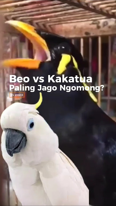 The Most Talkative Duel, Cockatoo vs. Mynah: Who is Smarter and Speaks Clearer? #unique #shorts
