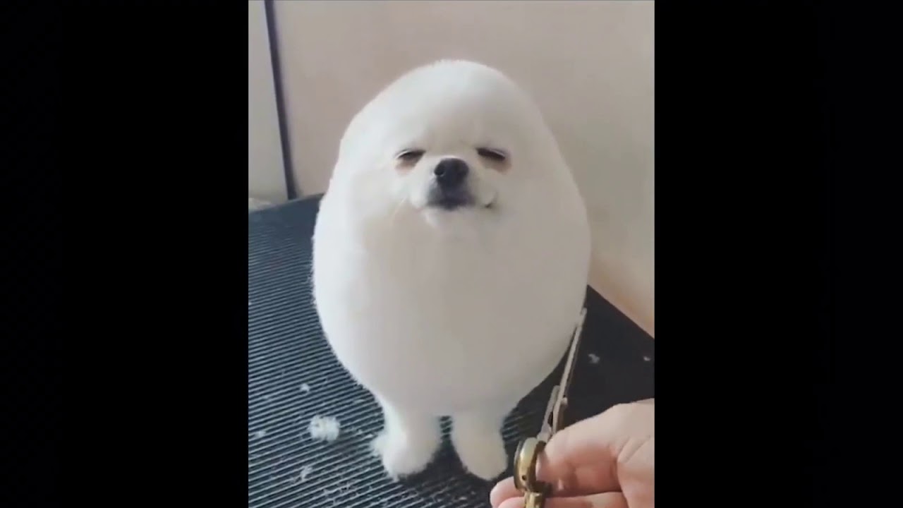 egg dog