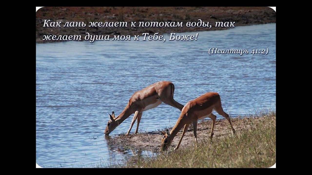 как лань желает к потокам ноты. кокшетау национальный парк. как лань желает. как лань желает к потокам воды. псалом 41.