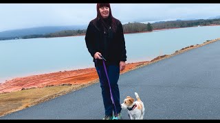 Dog Training, Oliver, Jack Russell, Day 11: Off Leash | Lake Chatuge | Shop Downtown | Hayesville NC by Sit Up N Listen Dog Training 24 views 3 months ago 15 minutes