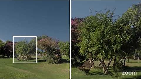 [PREVIEW] Video footage of real TREE BACKGROUND 05 with ALPHA CHANNEL in full HD and 4K resolution