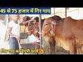 यहां से खरीदे गिर गाय yadav dairy farm | gir cow farming in india