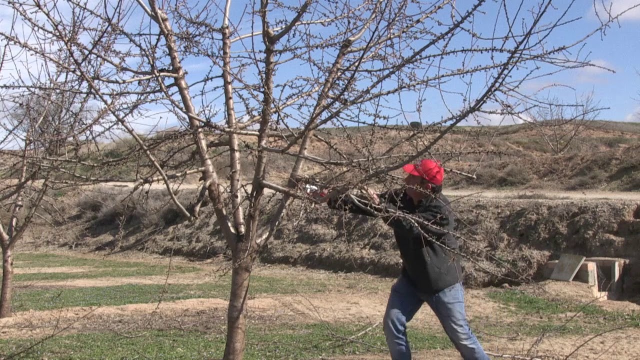 Poda de formación en plantaciones de almendro de regadío (Año 3)