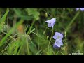 ለየት ያለ ሙዚቃ አባዩ ዘውዴ እባክህ አምላኬ Ethiopiamusic 