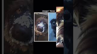 The many noses of Jaeger our German Wirehaired Pointer #funnydogs #funnydogvideos #funnydogvideo