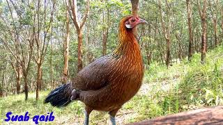 Poj qaib​ seev​ suab​ zoo​ thiab​ cuab​ tuaj​ zoo​ heev​ 100%