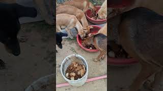 Patgri Or Rush Khate Dogs