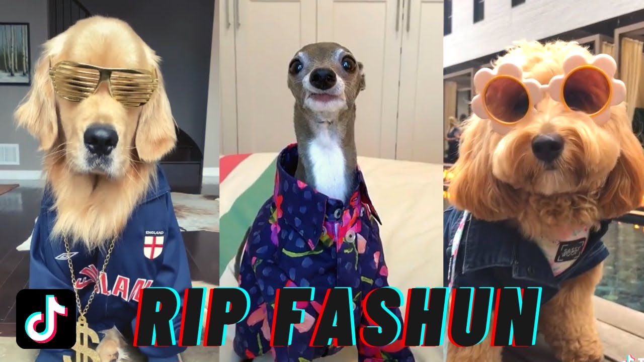 dog outfit tiktok
