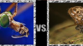 Something everyone should know:  The difference between the crane fly and mosquito Mosquitoes Vs Crane Flies What S The Difference