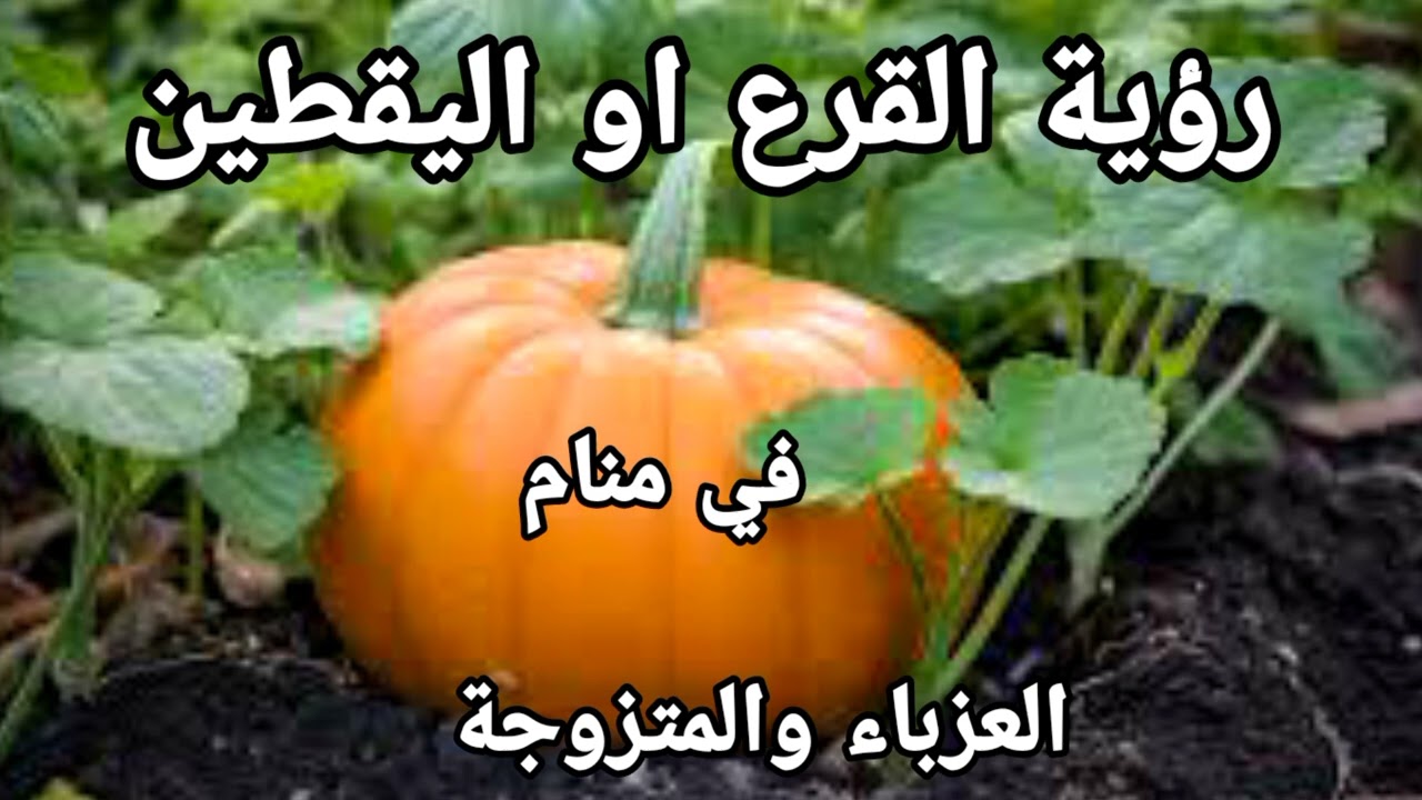 رؤية القرع او اليقطين في منام العزباء والمتزوجة والحامل والمطلقه لابن سيرين