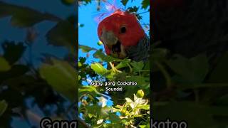 Male Gang Gang Cockatoo Sounds  An Endangered Bird Species