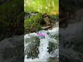 Manifesting New-Earth #spiritualenergy #5dconnection #5dsparkles #newearth #lightworker #ascension