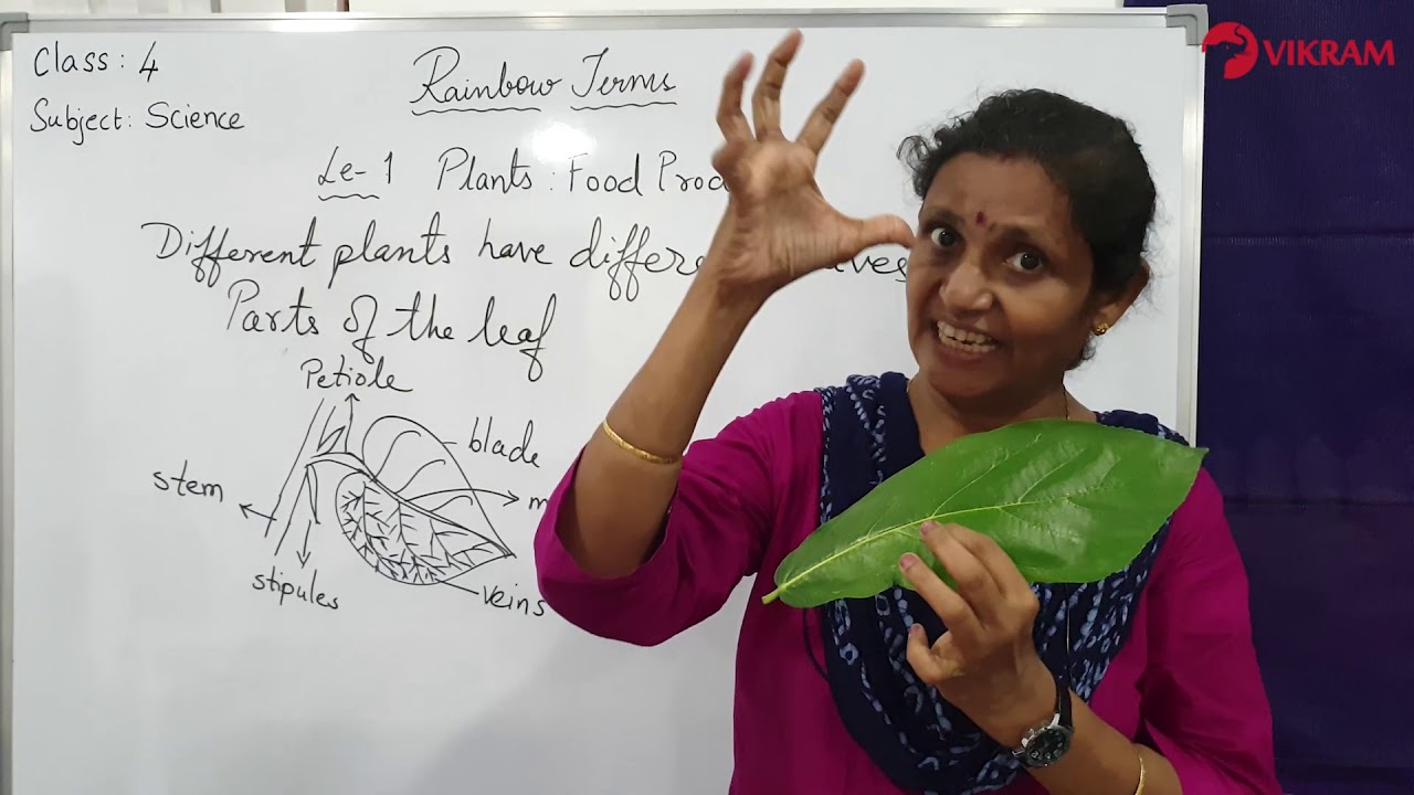 Rainbow Terms_Class 4_EVS_Plants food Producers YouTube