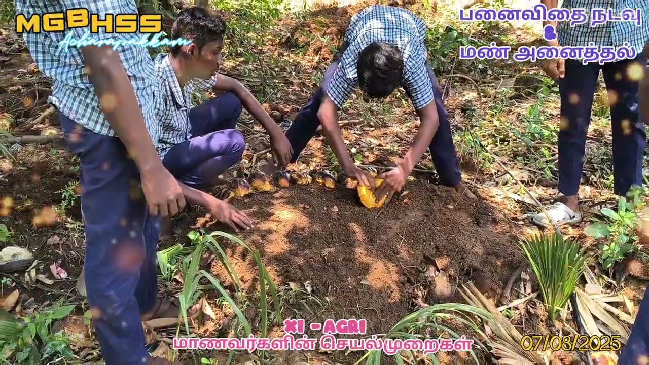 11 ஆம் வகுப்பு வேளாண்மை மாணவர்களின் செயல்முறை..