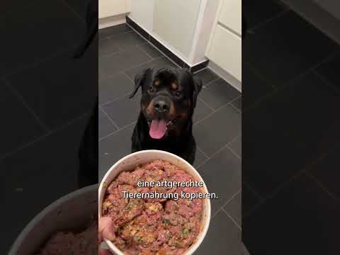 Was ist BARF – und warum ist es so gut für Hunde?