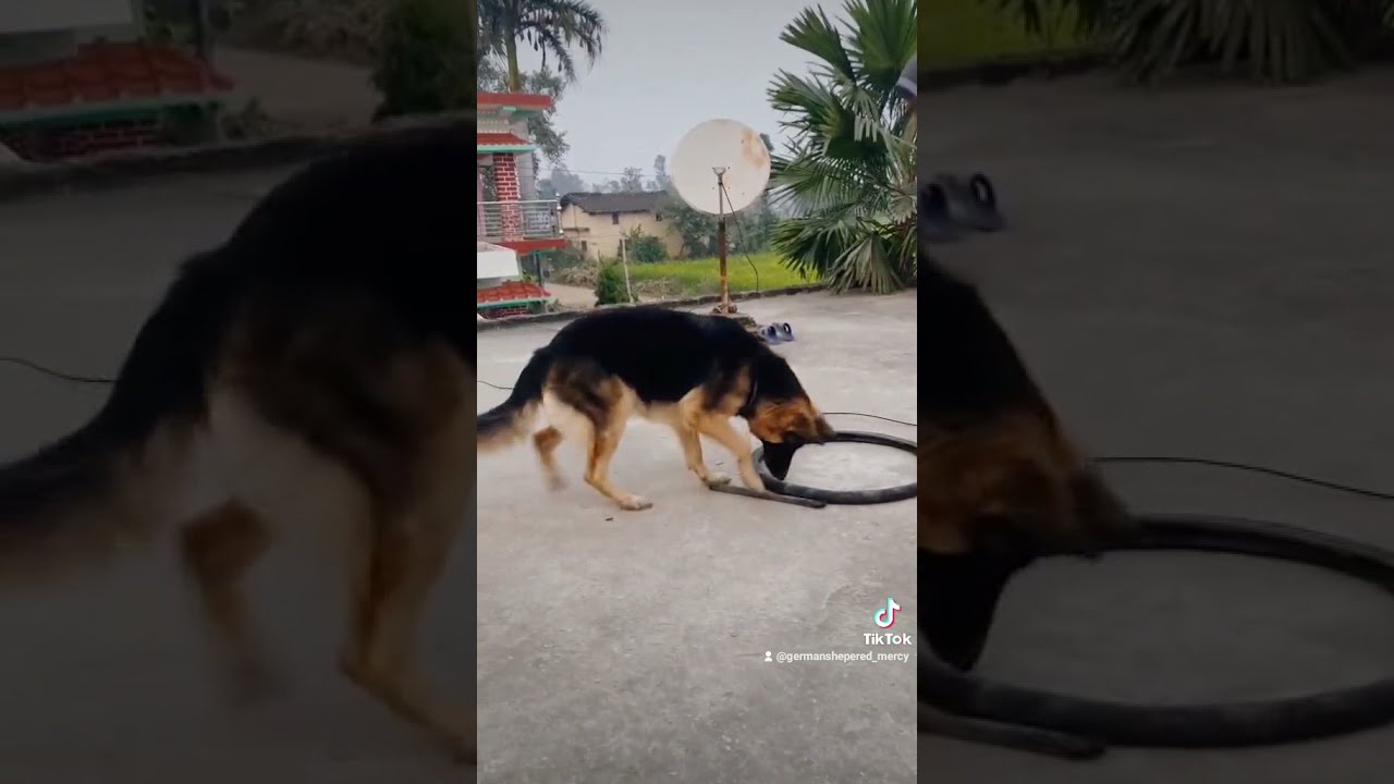 German Shepered in Nepal 