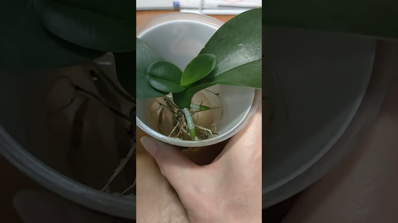 Орхидея без грунта, отлично растет! 👍👍 🔥🔥