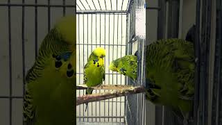 Top 5 budgies breeding tips