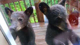 Mother Bear and 4 Cubs on our Deck!