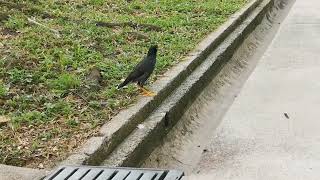 Javan Mynas of Singapore (February 2022)