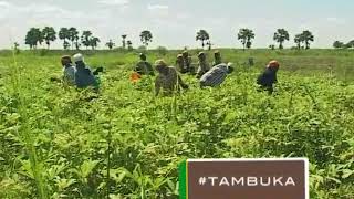 Kilimo cha bamia kimenibariki sana