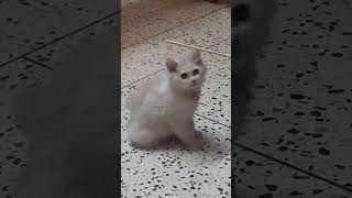 Sweetu Ne Sabut Mita diya | @Sweetupersiancat2024 by Sweetu - The Persian Cat 86 views 1 month ago 1 minute, 37 seconds