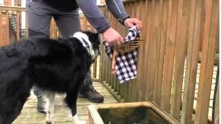 Muzzle Training Made Easy