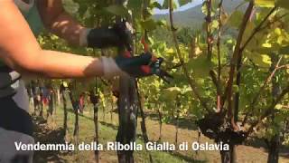 Vendemmia Della Ribolla Di Oslavia