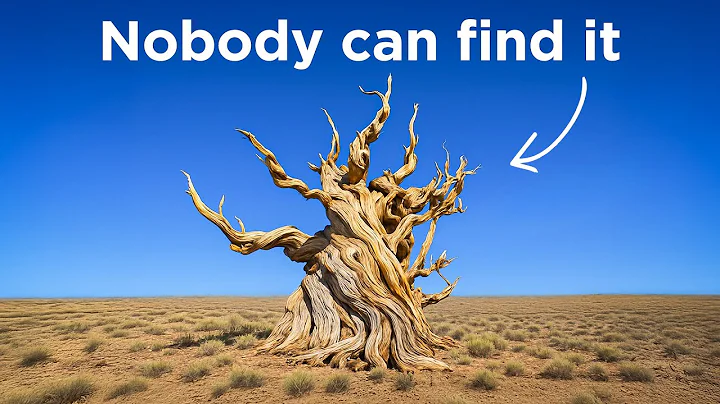 Why America Keeps The World’s Oldest Tree Hidden