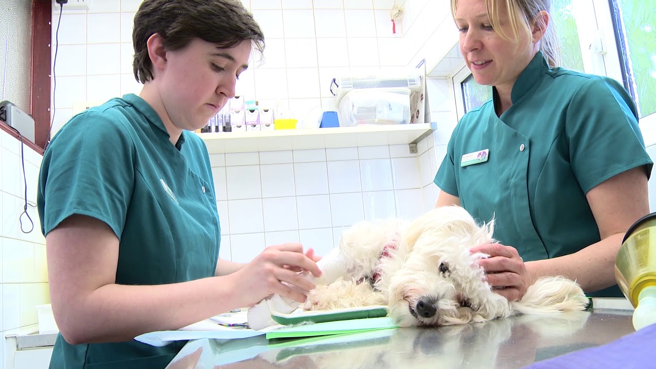 Nursing Clinic Animal Health Centre, Bristol YouTube