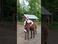 Join Us For Some Quiet Training Time With Teddy Our Mammoth Donkey Join Us For Some Quiet Training Time With Teddy Our Mammoth Donkey