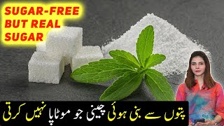 Stevia For Weight Loss Benefits Of Stevia Sugar Se Najat
