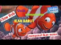 mengenal Ikan Nemo yang sesungguhnya / Ikan badut unik &amp; mengemaskan