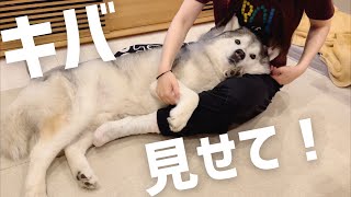 歯石チェックをされて不満げなシベリアンハスキー