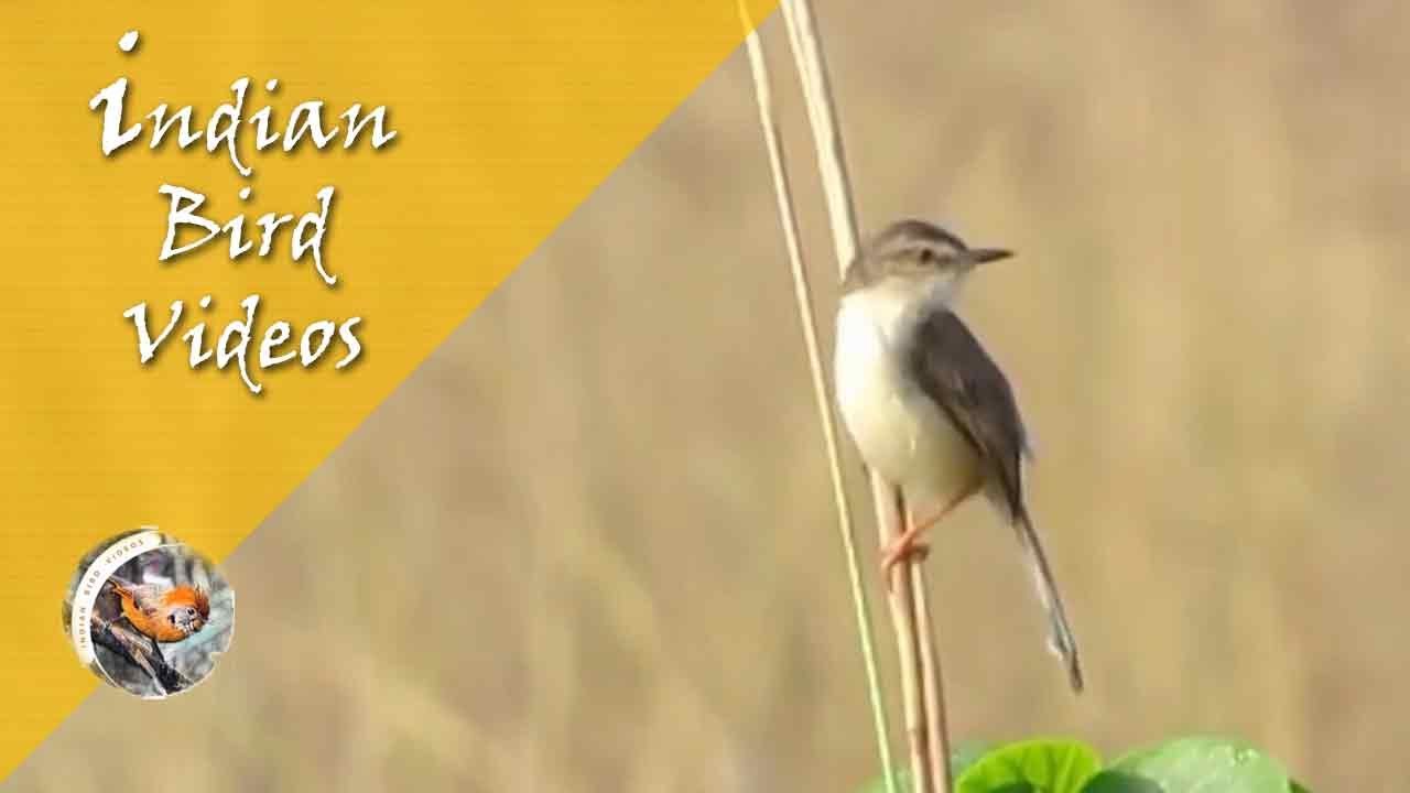 Tawny-flanked prinia - Wikipedia