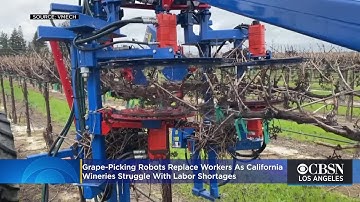 Grape-Picking Robots Replace Workers, Improve Taste As California Wineries Struggle With Labor Short
