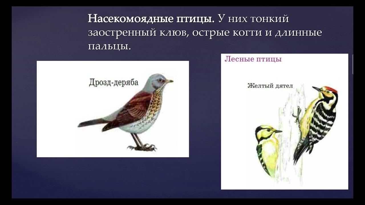 Значение птиц биология 7 класс. Экологические группы птиц. Экологические группы птиц 7 класс биология. Птицы биология 7 класс. Птицы видеоурок.