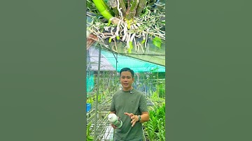 Dịch chuối giúp lan phát triển #ghienhoalan